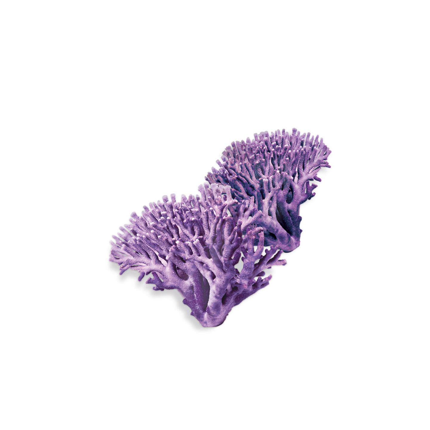 Alga calcificada