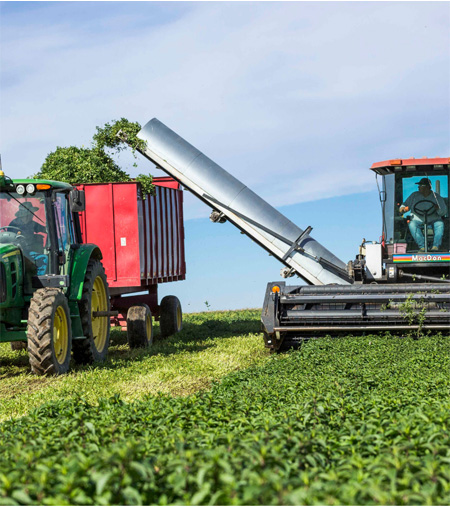 Conoce nuestras Granjas Nutrilite.