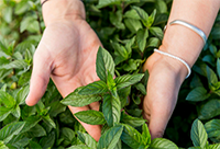 Hoja Menta Trazabilidad Glister.